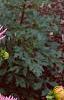 Dahlia 'Pink Princess', habit