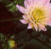 Dahlia 'Pink Princess', flowers