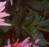 Dahlia 'Pink Princess', flowers