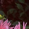 Dahlia 'Pink Princess', flowers