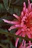 Dahlia 'Pink Princess', flowers