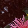 Dahlia 'Pink Princess', flowers