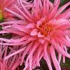 Dahlia 'Pink Princess', flowers