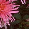 Dahlia 'Pink Princess', flowers