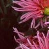 Dahlia 'Pink Princess', flowers