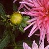 Dahlia 'Pink Princess', flowers