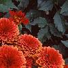 Dahlia 'Gallery Singer', habit