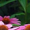 Echinacea purpurea 'Magnus', flowers