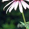Echinacea purpurea 'Ruby Star', flowers