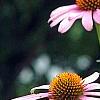 Echinacea purpurea 'Ruby Star', flowers