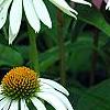 Echinacea purpurea 'White Swan', flowers