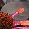 Echinacea 'Sunset' [PPAF], flowers