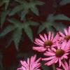 Echinacea tennesseensis, habit