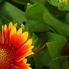 Gaillardia 'Bicolor Bright', flowers
