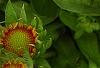 Gaillardia 'Bicolor Bright', flowers