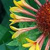 Gaillardia 'Fanfare', flowers