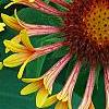 Gaillardia 'Fanfare', flowers
