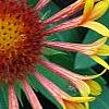 Gaillardia 'Fanfare', flowers