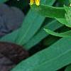 Gaillardia 'Fanfare', flowers