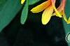 Gaillardia 'Fanfare', flowers