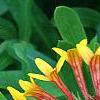 Gaillardia 'Fanfare', flowers