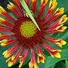 Gaillardia 'Fanfare', flowers