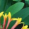 Gaillardia 'Fanfare', flowers