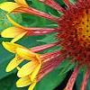 Gaillardia 'Fanfare', flowers