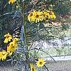 Helianthus angustifolius, habit