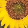 Helianthus annuus, flowers