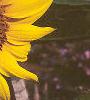 Helianthus annuus, flowers