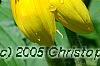 Helianthus annuus 'Music Box Mix', flowers
