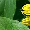 Helianthus annuus 'Music Box Mix', flowers