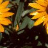 Helichrysum bracteatum 'Golden Beauty', flowers