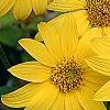 Helianthus dowellianus, flowers