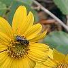 Helianthus dowellianus, flowers