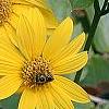 Helianthus dowellianus, flowers