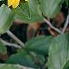 Helianthus dowellianus, flowers
