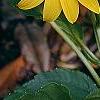 Helianthus dowellianus, flowers