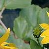 Helianthus dowellianus, flowers