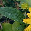 Helianthus dowellianus, flowers