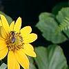 Helianthus dowellianus, flowers