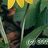 Helianthus dowellianus, flowers