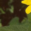 Helianthus microcephalus, flowers