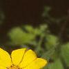 Helianthus microcephalus, flowers