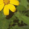 Helianthus microcephalus, flowers