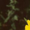 Helianthus microcephalus, flowers