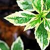 Kalimeris yomena 'Shogun', leaves