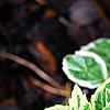Kalimeris yomena 'Shogun', leaves