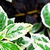 Kalimeris yomena 'Shogun', leaves